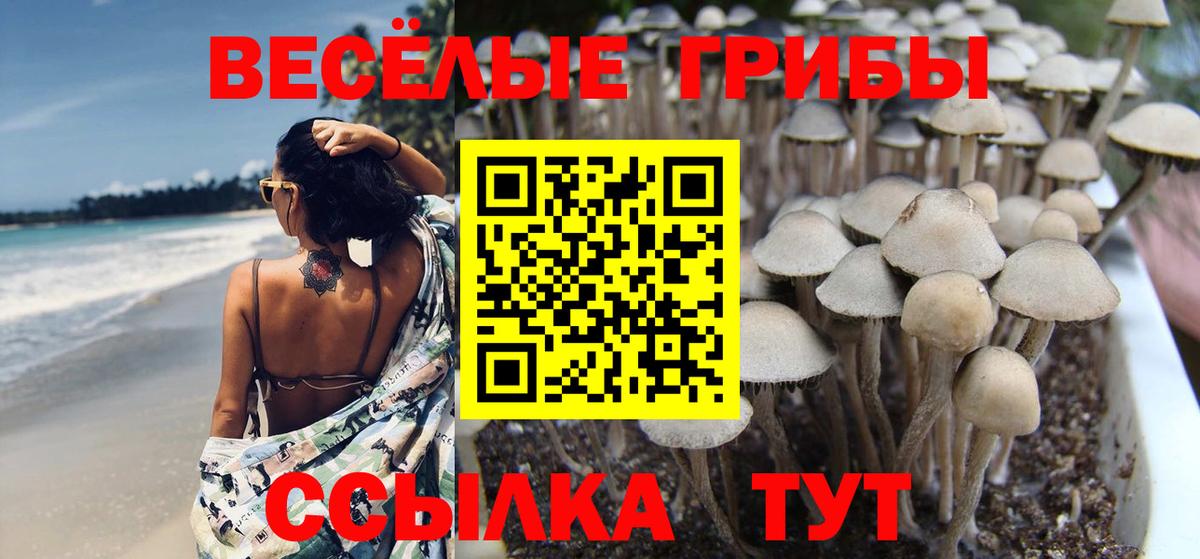 Псилоцибиновые грибы Psilocybine cubensis Михайловск